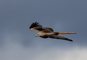 Low-angle shot of a Red Kite bird flying with wide-opened wings in a cloudy sky