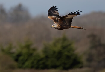 Low-angle shot of a Red Kite bird flying high through the trees