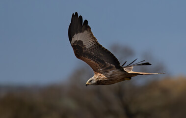 Low-angle shot of a Red Kite bird getting ready to land