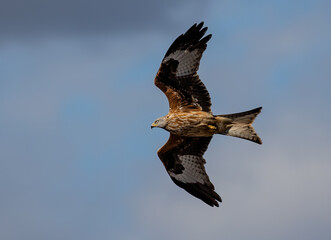 Low-angle shot of a Red Kite bird flying with wide opened wings in a blue sky