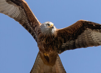Close-up shot of a Red Kite bird flying with wide-opened wings in a blue sky