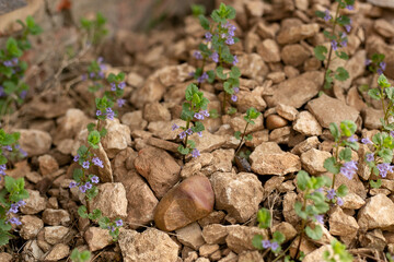 purple wildflowers breaking through brown stones
