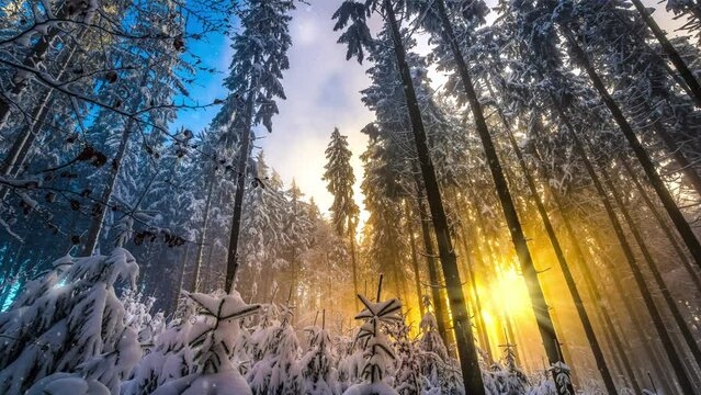 Low angle view of a beautiful forest in winter in Germany