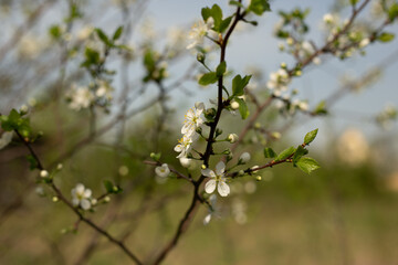 Blooming apple tree close-up, background blue sky