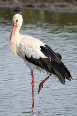 ciconia ciconia It is a common stork that lives in the Mediterranean Aiguamolls Emporda Girona Catalonia Spain