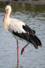ciconia ciconia It is a common stork that lives in the Mediterranean Aiguamolls Emporda Girona Catalonia Spain