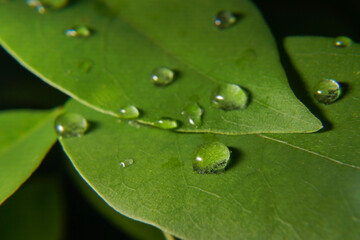 water drops on leaf