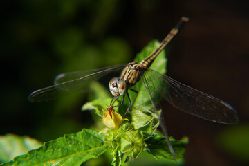dragonfly on a leaf