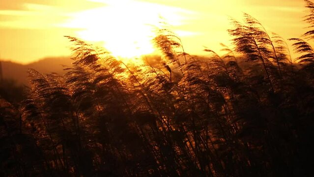 Closeup footage of a corn field waving in the wind during sunset in Germany