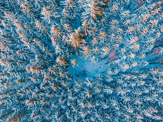 Fototapeta premium Top view of a beautiful forest in winter in Germany