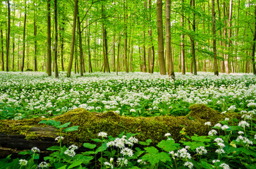 Fototapeta premium Low-angle view of a beautiful forest on a sunny day in Germany