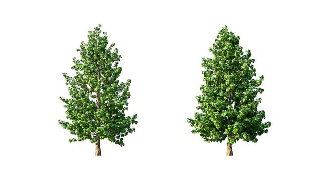 Growing trees isolated with alpha.3D animation growth grow from small to large, Platanus Hispanica trees animate in the wind include alpha channel tree. Tree isolated Separated with alpha channel.
