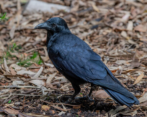 crow on the ground