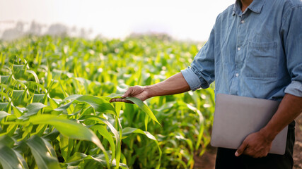 Smart farmer holding laptop and examining quality crop of corn v