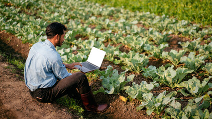 Smart farmer typing on blank screen laptop to examining quantity and quality crop of cabbage vegetables while working and planning system control with technology at agricultural field