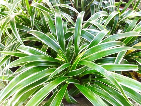  tree leaves Spider plant, Chlorophytum comosum
