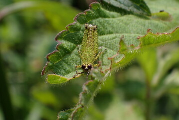 Grasshopper Nymph resting on the leaves