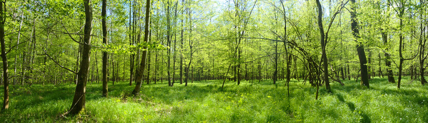 Panorama view of a beautiful forest on a sunny day in Germany