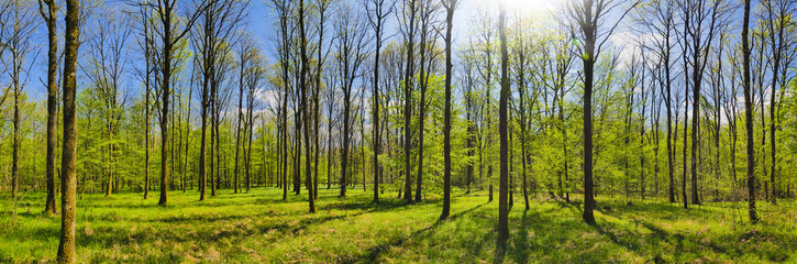 Obraz premium Beautiful landscape at a green forest under the sunlight in Germany
