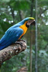 parque das aves