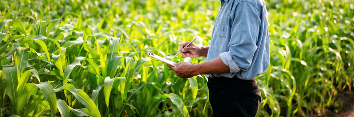 Smart farmer examining quality crop of corn vegetables and writi