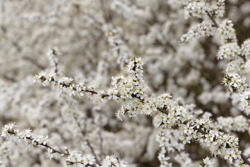  Schwarzdornstrauch ( Prunus spinosa ) im Frühling mit blühenden Zweigen