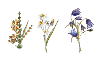 A set of three bouquets of wild flowers: white daisies and blue bells. Hand drawn watercolor illustration isolated on white background