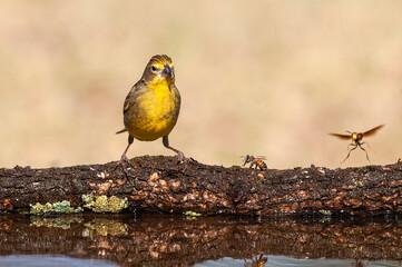 Saffron Finch and bee ,Sicalis flaveola, La Pampa, Argentina.
