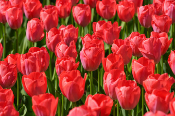 Fototapeta premium チューリップと春