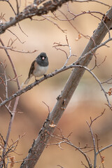 Vertical closeup of a dark-eyed Junco perched on a bare branch of a tree in Washoe Valley, Nevada