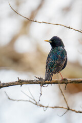 Vertical closeup of a Common Starling perched on a bare branch of a tree in Washoe Valley, Nevada