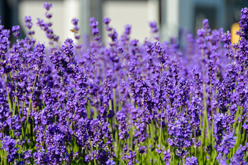 Bright lilac decorative flowers growing on a street