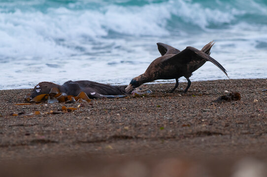 Giant Petrel , Peninsula Valdes, Unesco World heritage site, Chubut Province, Patagonia, Argentina.