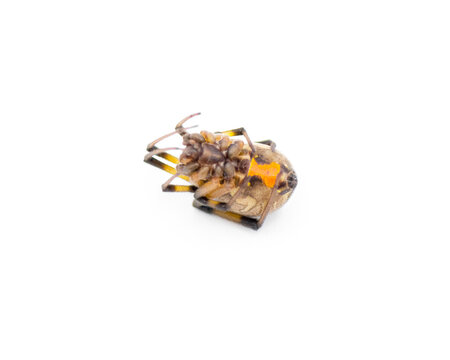 Latrodectus geometricus - brown widow, brown button spider, grey widow, brown black widow, house button spider or geometric button spider bottom view showing hourglass isolated on white background