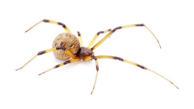 Latrodectus geometricus, commonly known as the brown widow, brown button spider, grey widow, brown black widow, house button spider or geometric button spider Side view isolated on white background