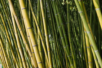 tropical bamboo jungle