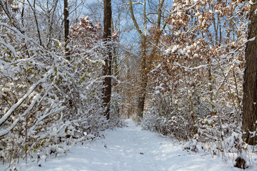 Fototapeta premium A snowy path in the Ohio forest and trees covered with snow