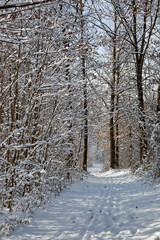 Fototapeta premium A snowy hiking trail in the Ohio forest and trees covered with snow