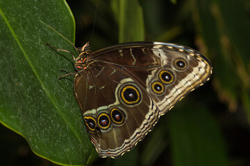 A beautiful colorful butterfly standing on a green leaf on a plant