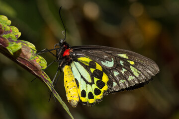 A beautiful colorful butterfly standing on a green leaf on a plant