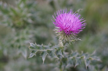 Closeup shot of the Thistle flower