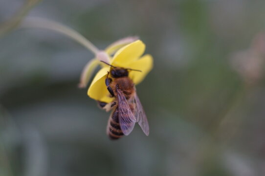 Closeup shot of the bee collecting nectar from a flower