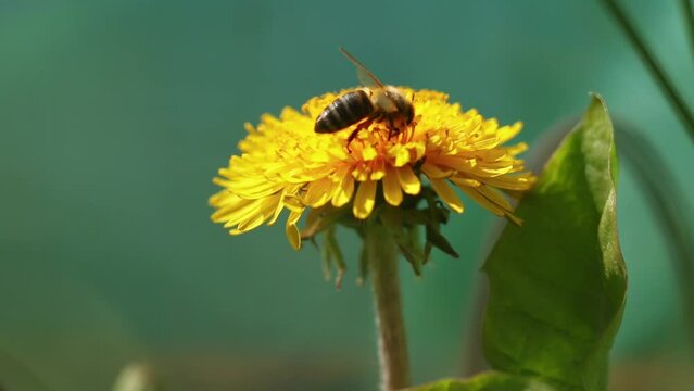 Closeup view of a bee on a dandelion flower in the early morning