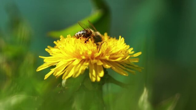 Closeup view of a bee on a dandelion flower in the early morning