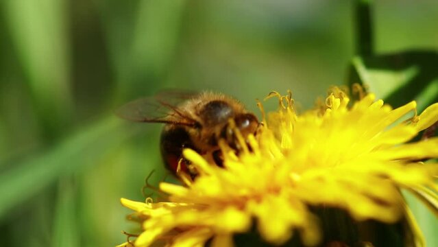 Closeup view of a bee on a dandelion flower in the early morning