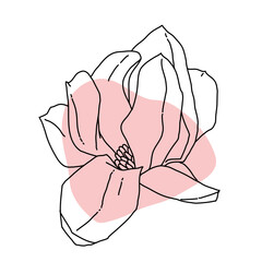 Magnolia flower blooming line art. Hand drawn realistic detailed vector illustration. Banner clipart.