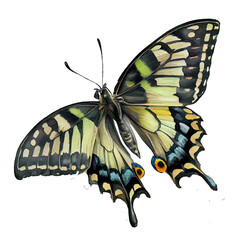 Ghost swallowtail  buterfly. Watercolor with transparent background. Generative AI