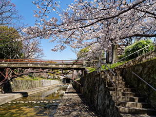 兵庫県西宮市 春の夙川公園 川添橋