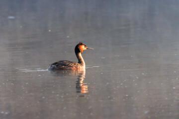 Great crested grebe (Podiceps cristatus) wading in a lake