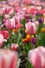 Fototapeta premium チューリップと春
